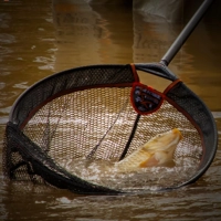 Frenzee FXT Scoop Landing Nets